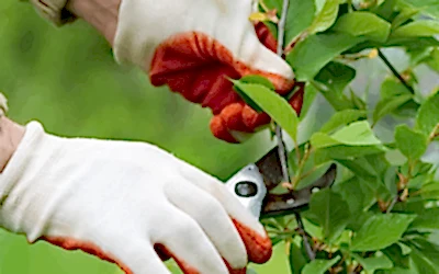 Tree Pruning Tips for Healthier Trees in Boise